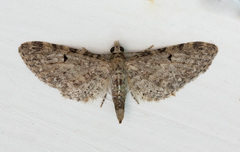 Eupithecia misturata