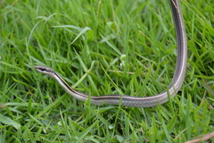 Cope's Antilles Snake photo 2