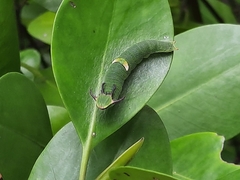 Polyura schreiber tisamenus