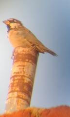 Passer domesticus tingitanus