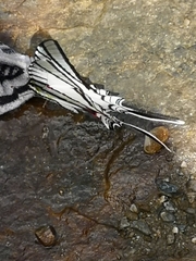 Protographium