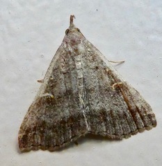 Tetanolita palligera