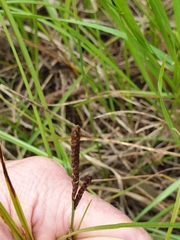 Carex bichenoviana