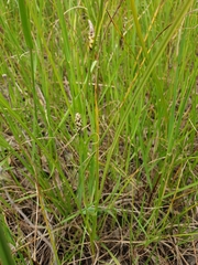 Carex bichenoviana