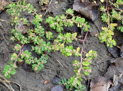 Euphorbia humistrata