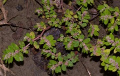 Euphorbia humistrata