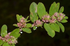 Euphorbia humistrata