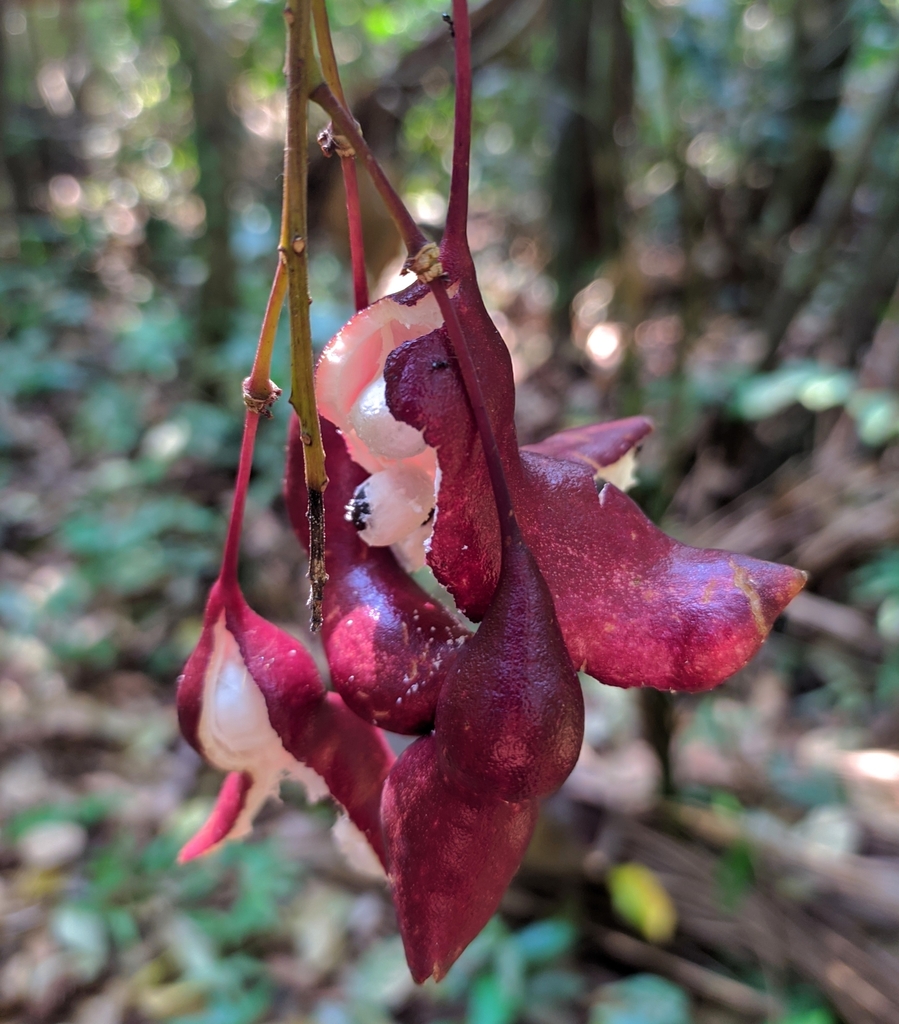 Morisonia sola