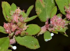Euphorbia humistrata