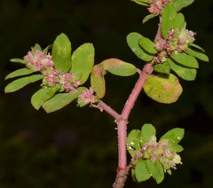 Euphorbia humistrata