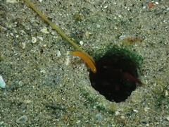 Tubulanus
