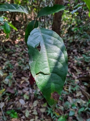 Capparidastrum solum