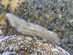 Acotylea