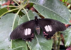 Heraclides anchisiades