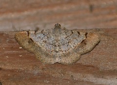 Frederickia flaviterminata