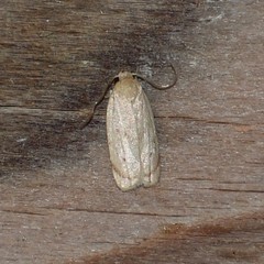 Antaeotricha haesitans