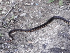 Erythrolamprus epinephalus pseudocobella