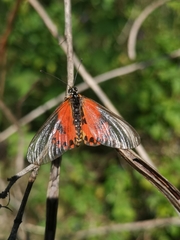 Acraea ranavalona