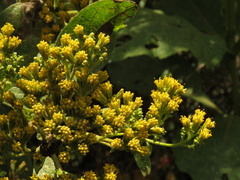 Verbesina crassiramea