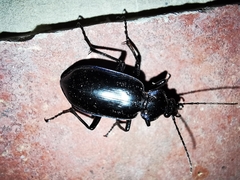 Calosoma macrum