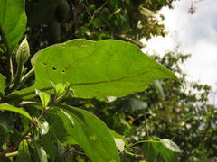 Verbesina crassiramea