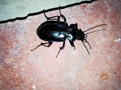 Calosoma macrum