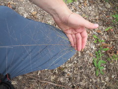 Eragrostis capillaris