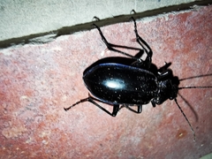 Calosoma macrum