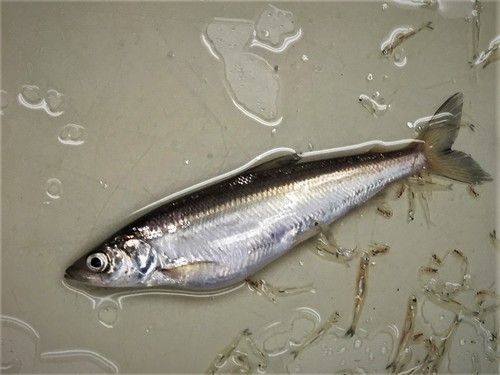 Bloater (Coregonus hoyi) — Salmonidae