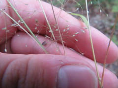 Eragrostis capillaris