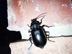 Calosoma macrum