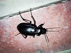 Calosoma macrum