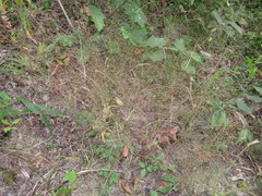 Eragrostis capillaris