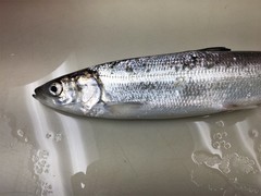 Coregonus artedi