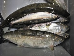 Coregonus artedi