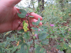 Desmodium laevigatum