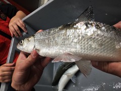Coregonus artedi