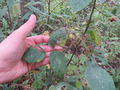 Desmodium laevigatum