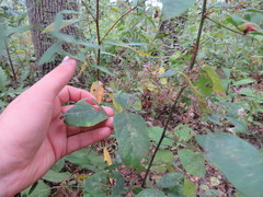 Desmodium laevigatum