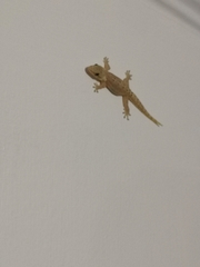 Lepidodactylus lugubris