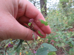 Desmodium laevigatum