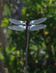 Libellula nodisticta