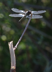Libellula nodisticta