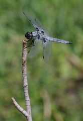 Libellula nodisticta