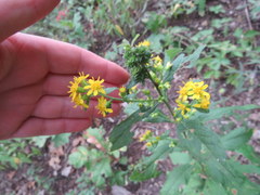 Solidago buckleyi