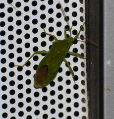 Discogastrini