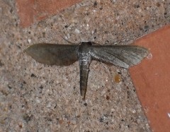 Protoproutia laredoata