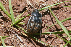 Pilobalia