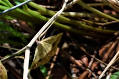 Hemeroplanis scopulepes