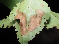 Gracillaria syringella